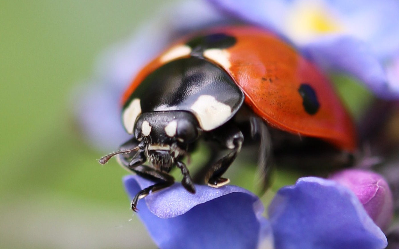 Ladybird on flower