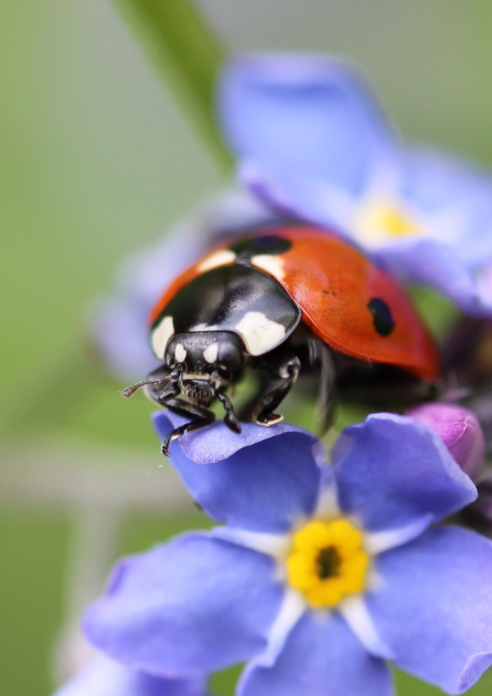 Ladybird on flower