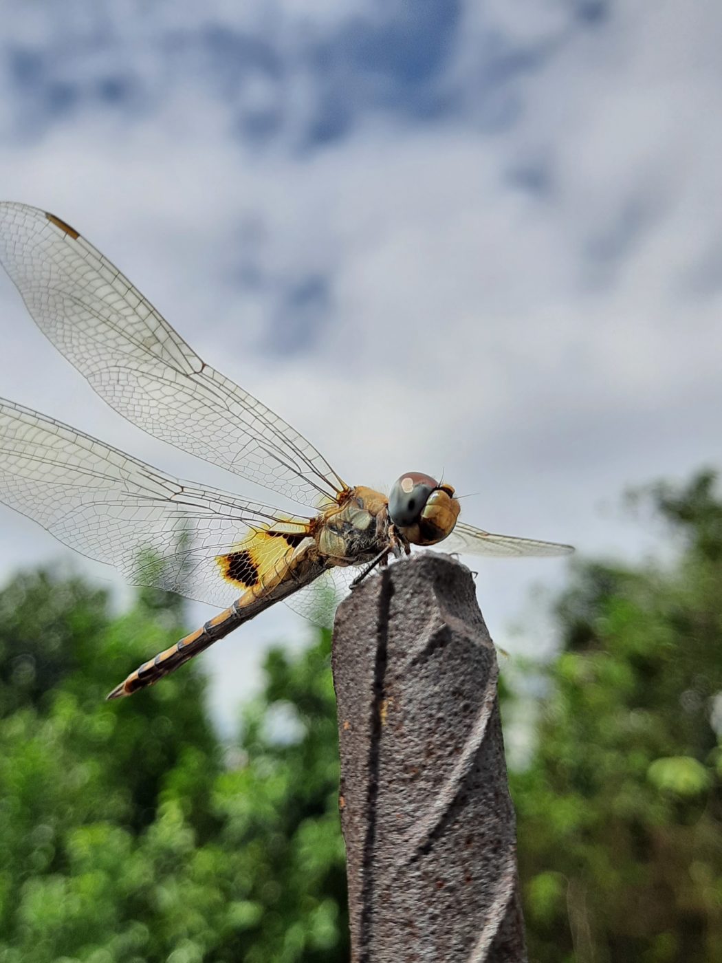 Common chaser dragonfly, Potamarcha congener