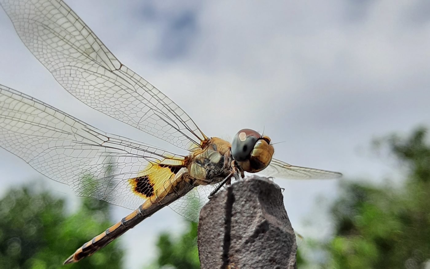 Common chaser dragonfly, Potamarcha congener