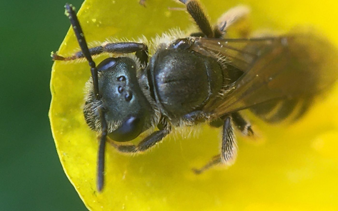 Common Furrow-bee, Lasioglossum calceatum