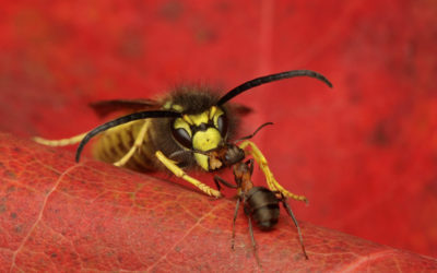 Ant Formica sp. and wasp Vespula sp.