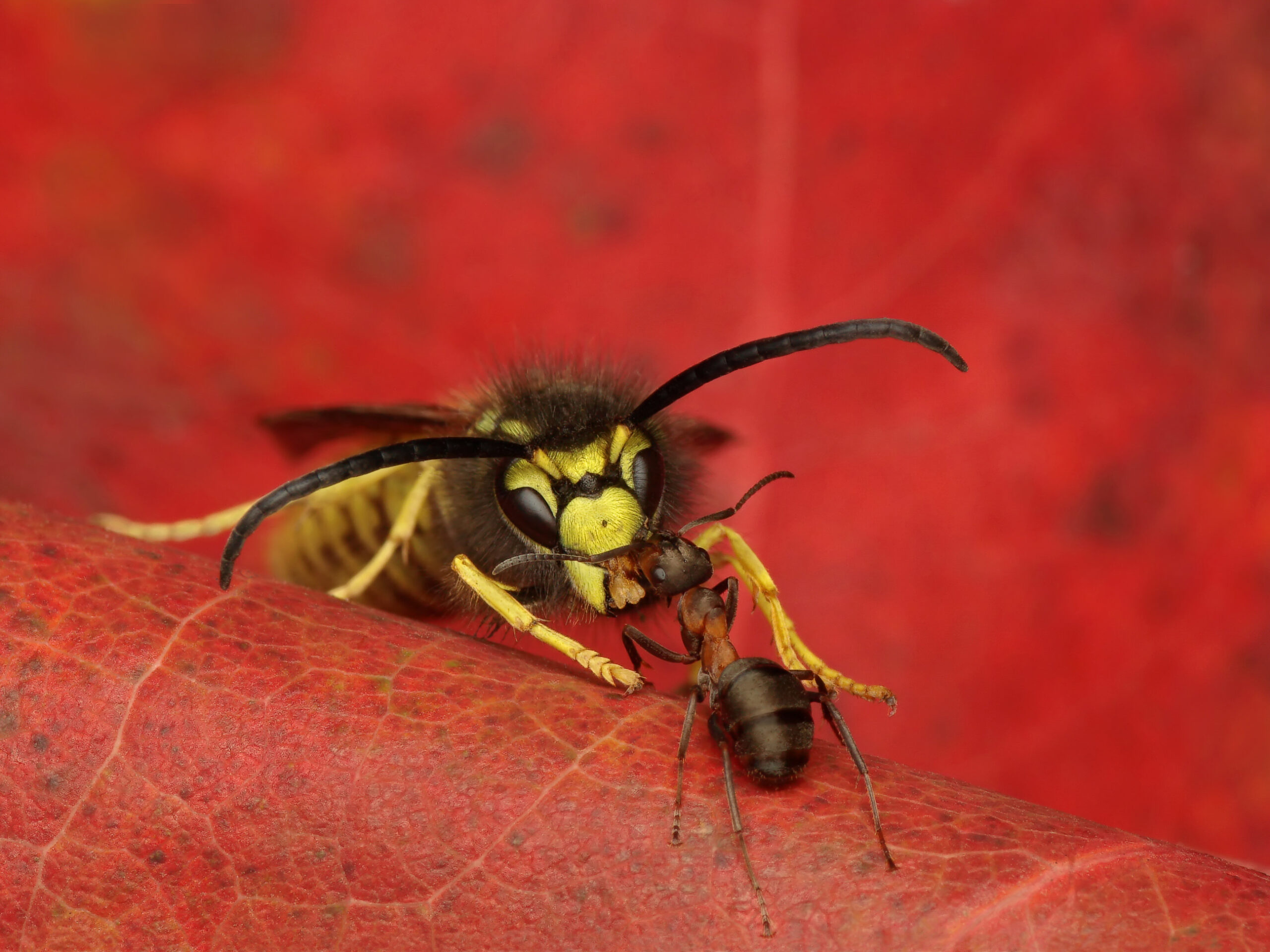 Ant Formica sp. and wasp Vespula sp.