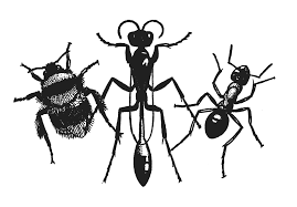 Bees, Wasps and Ants Recording Society logo