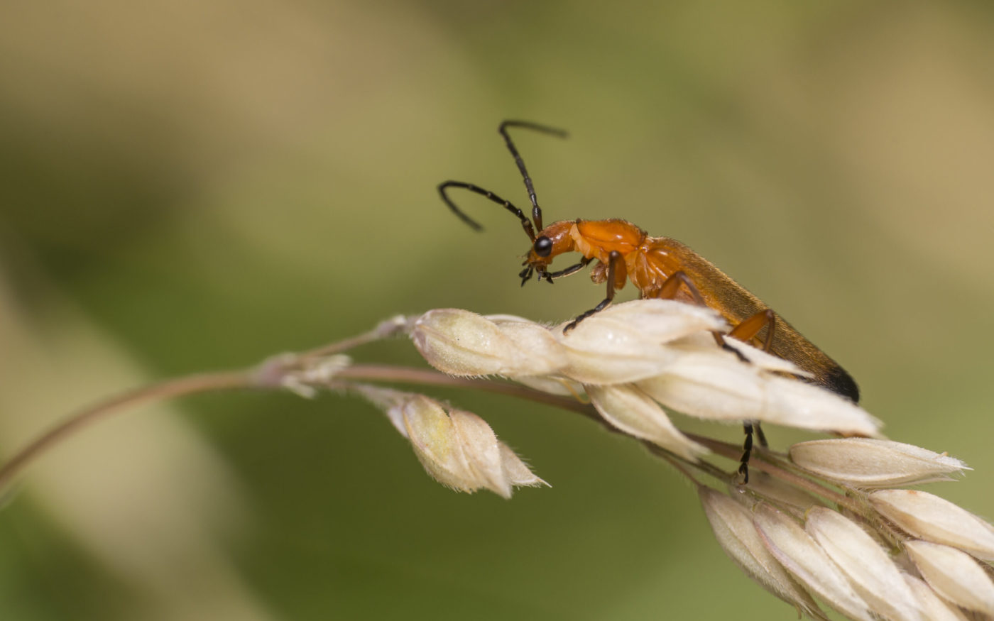 Common Red Soldier Beetle - Rhagonycha fulva