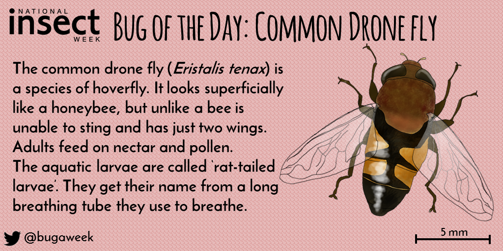 Illustration of a Common Dronefly