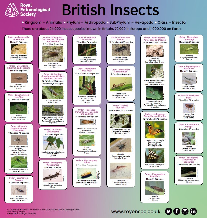 Preview of RES British Insects poster 2023 square
