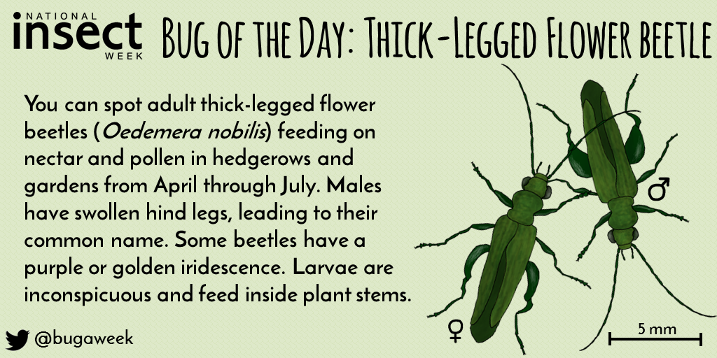 Illustration of a Thick-Legged Flower Beetle