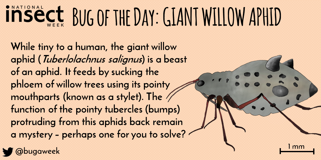 Illustration of a Giant Willow Aphid
