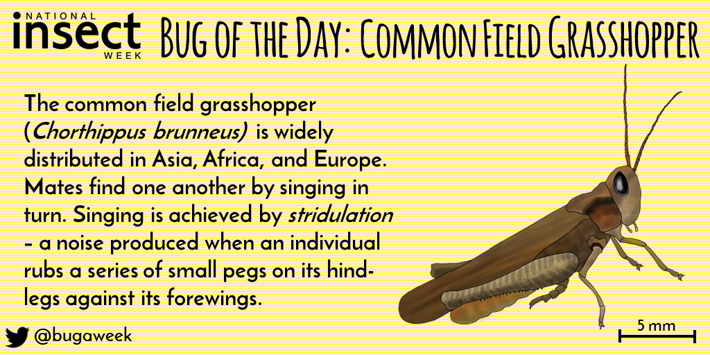 Illustration of a Common Field Grasshopper