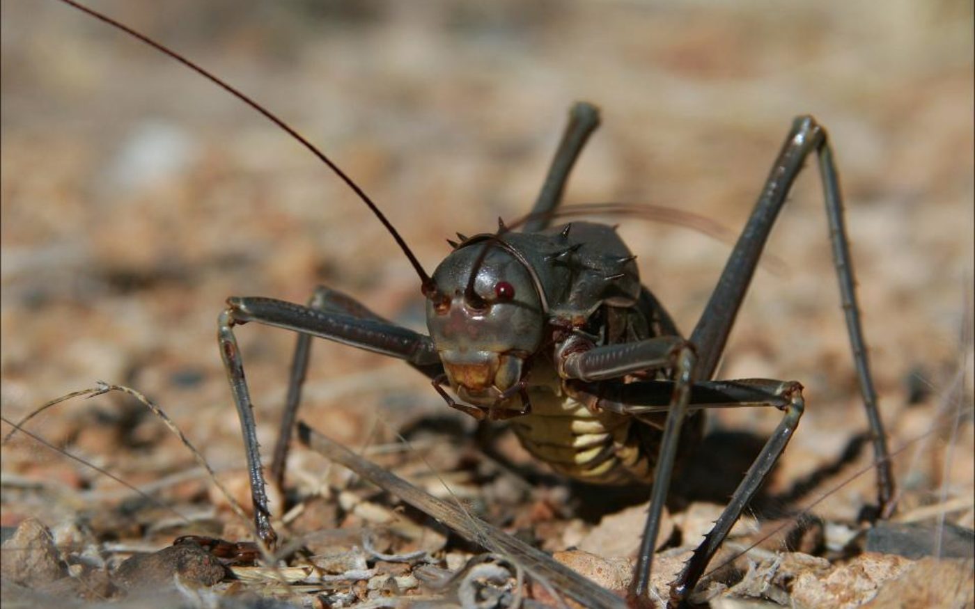 Namibian Corn Cricket, Acanthoplus discoidalis