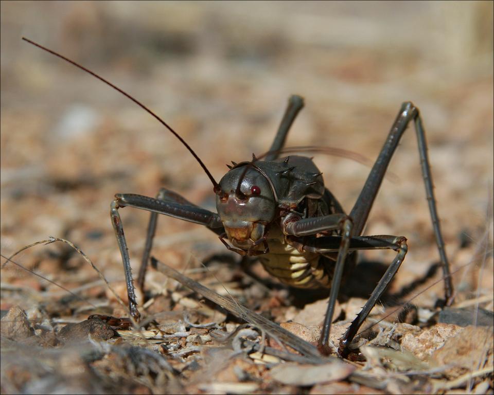 Namibian Corn Cricket, Acanthoplus discoidalis