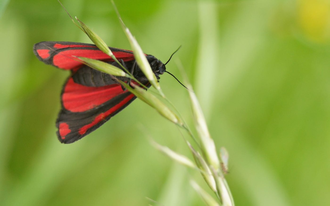 Cinnabar moth, Tyria jacobaeae