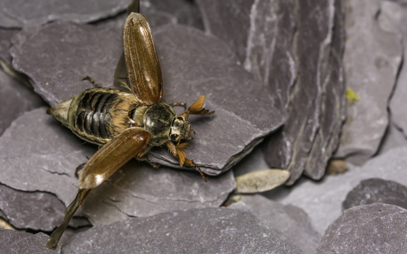 Cockchafer (May-bug), Melolontha melolontha