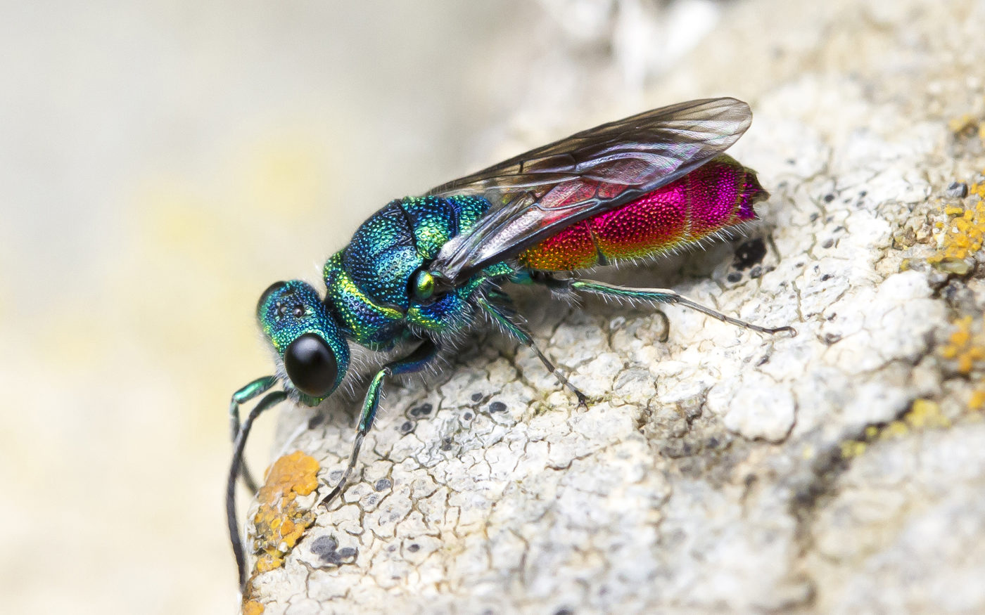 Ruby-tailed Wasp, Chrysis sp