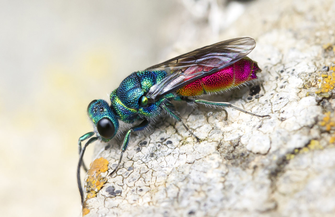 Ruby-tailed Wasp, Chrysis sp