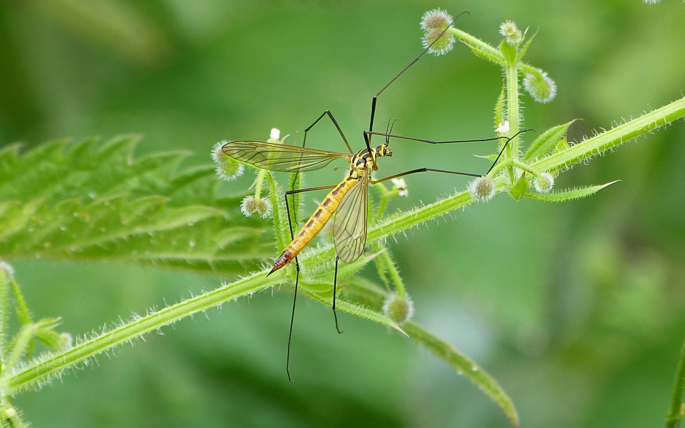 Tiger crane fly, Nephrotoma flavescens