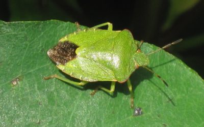 Green shieldbug, Palomena prasina