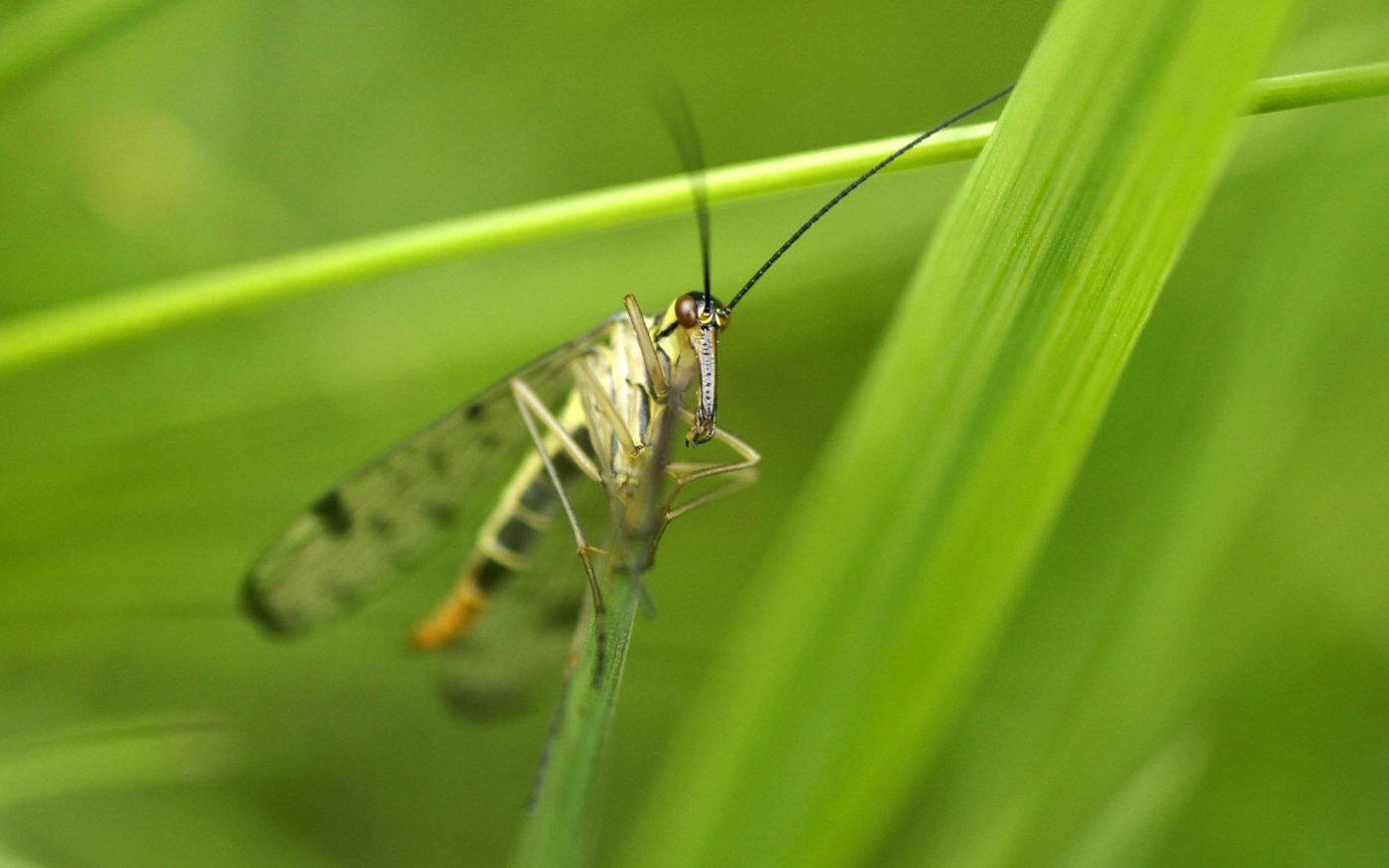 Scorpion Fly, Panorpa communis Credit Alicia Hayden