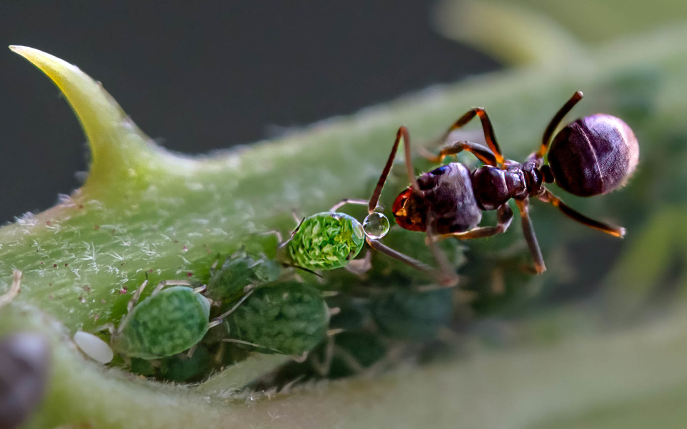 Black garden ant, Lasius niger, collecting beads of water on a thorned plant stalk