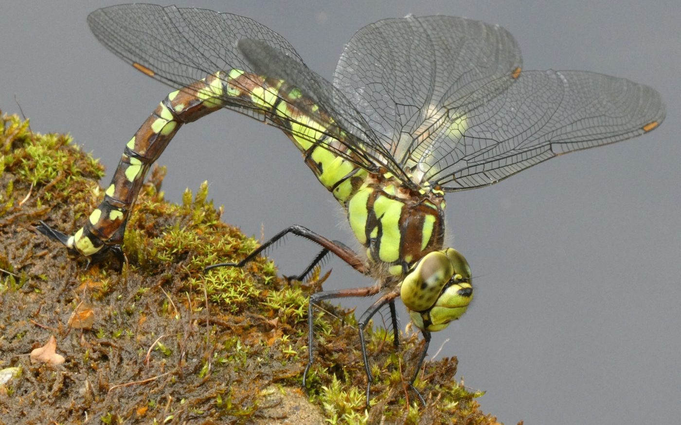 Female Southern Hawker dragonfly on a mossy branch