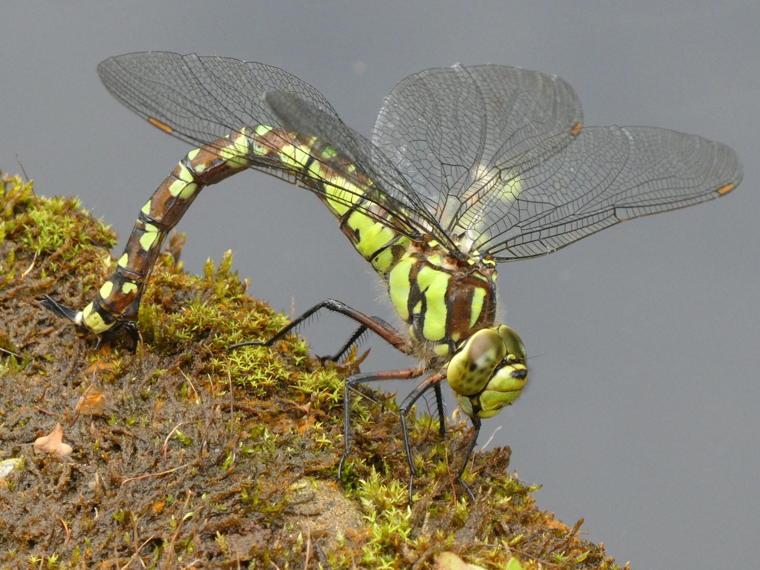 Southern Hawker (Dragonfly) Insect Week