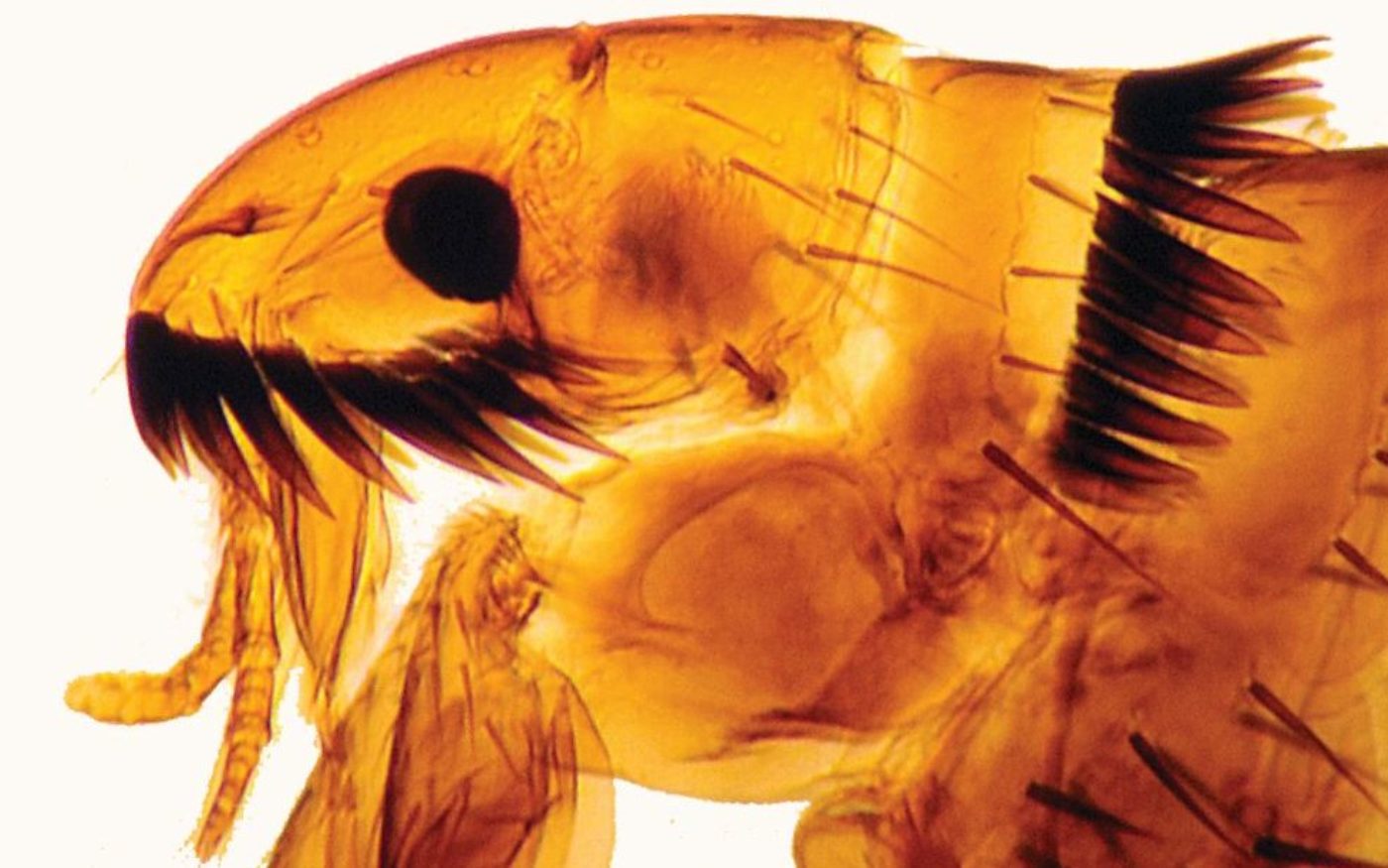 Head of Ctenocephalides felis Cat flea Credit Peter Barnard