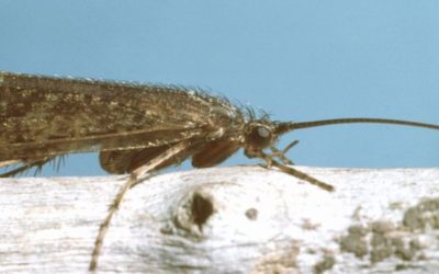 Limnephilus affinis adult Credit Peter Barnard