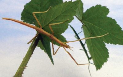 Mediterranean stick-insect Bacillus rossius Credit Peter Barnard