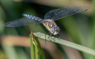 Migrant Hawker dragonfly, Aeshna mixta, on a green leaf