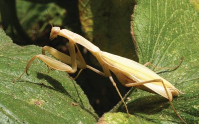 Praying mantis Mantis religiosa Credit Roger Key