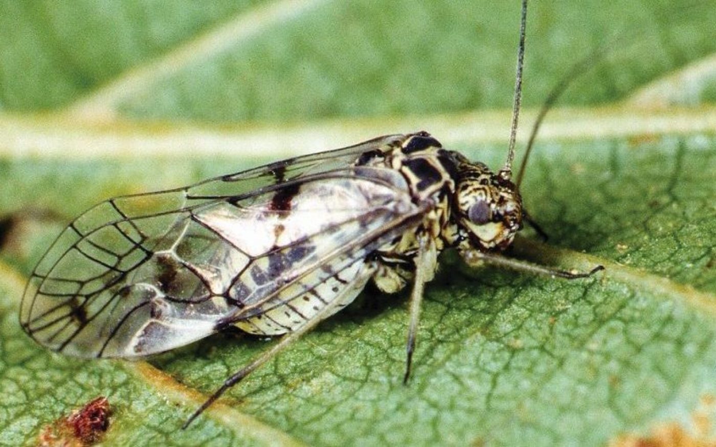 Psococeratis gibbosa the largest British barklice species Credit Roger Key