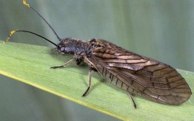 Sialis lutaria alderfly on a green leaf. Credit Roger Key