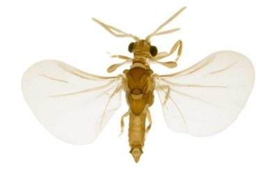 Strepsiptera Credit Hallvard Elven Artsdatabanken