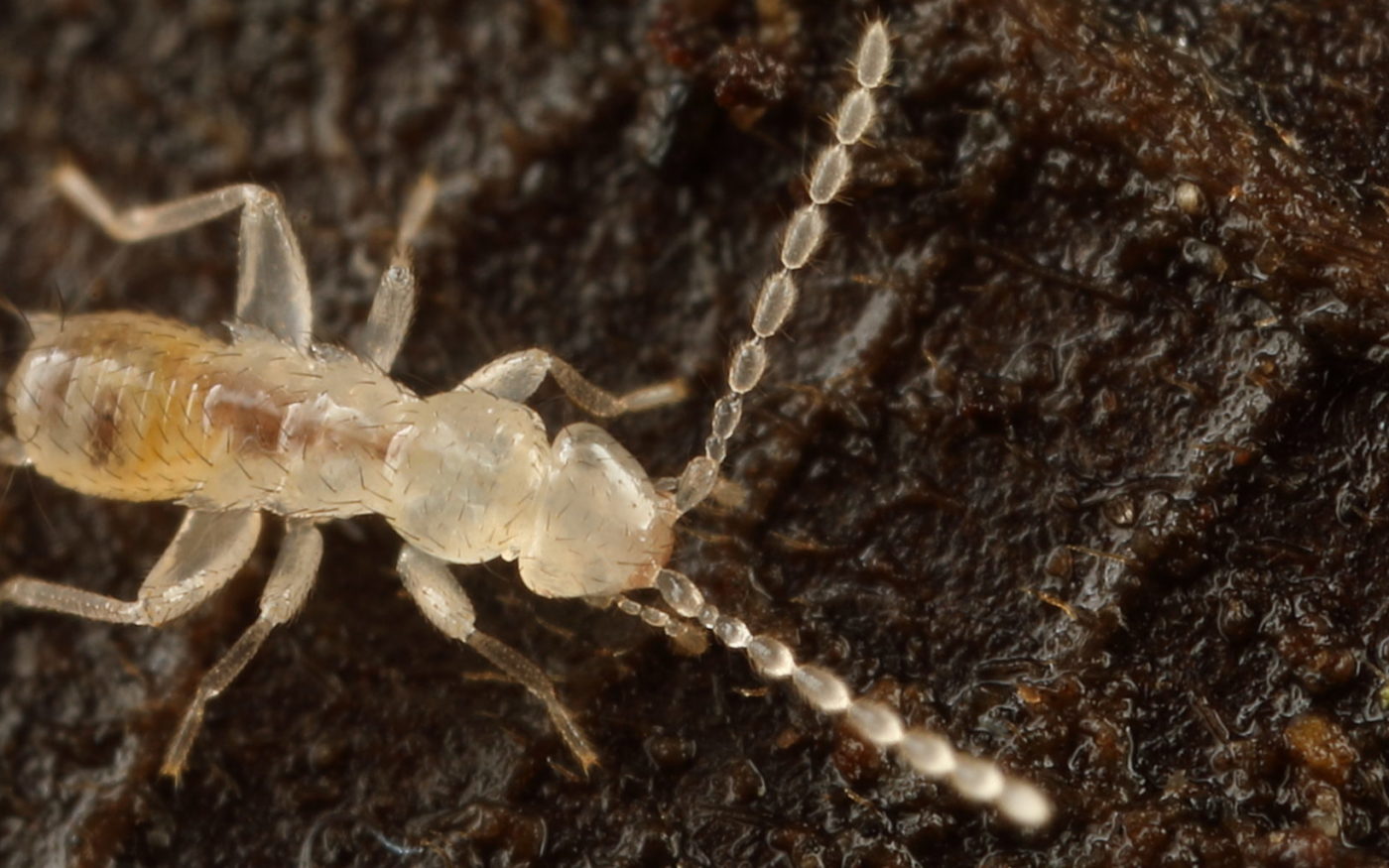 Zorotypus from Los Bancos, Pichincha, Ecuador.