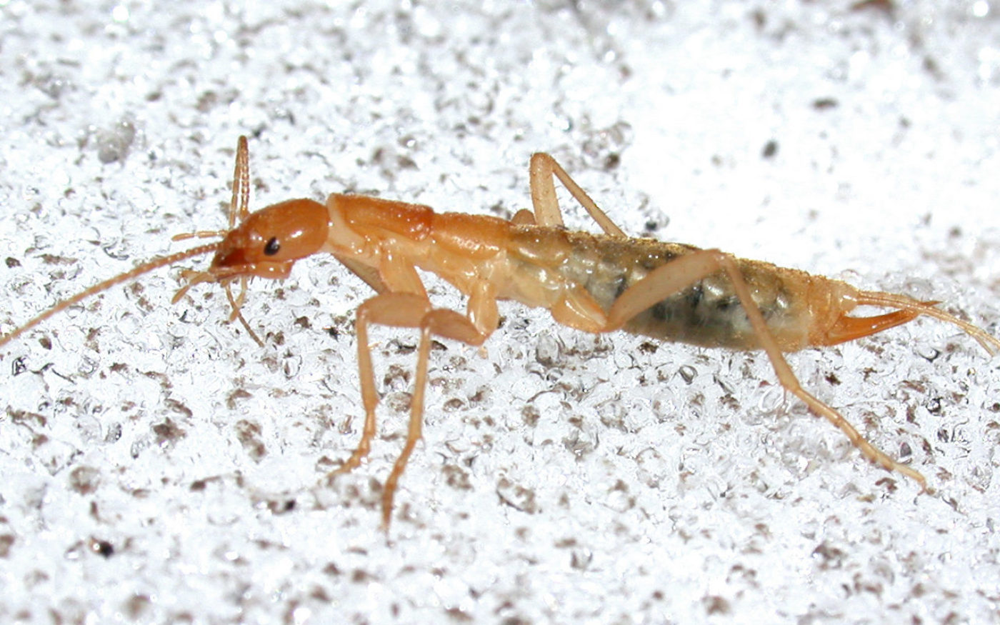 grylloblattid ice crawler Grylloblatta sp. Credit Alex Wild