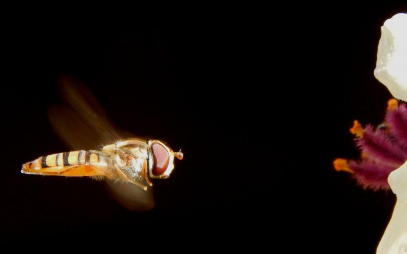 Marmalade Hoverfly, Episyrphus balteatus, in front of a flower with a black background
