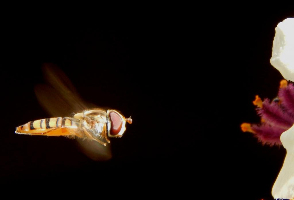 Marmalade Hoverfly, Episyrphus balteatus, in front of a flower with a black background