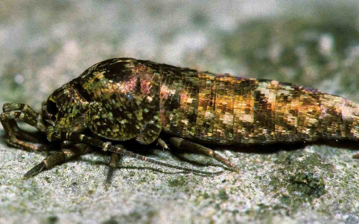 Coloured scale patterns on bristletail Dilta sp (Machilidae) Credit Robin Wlliams