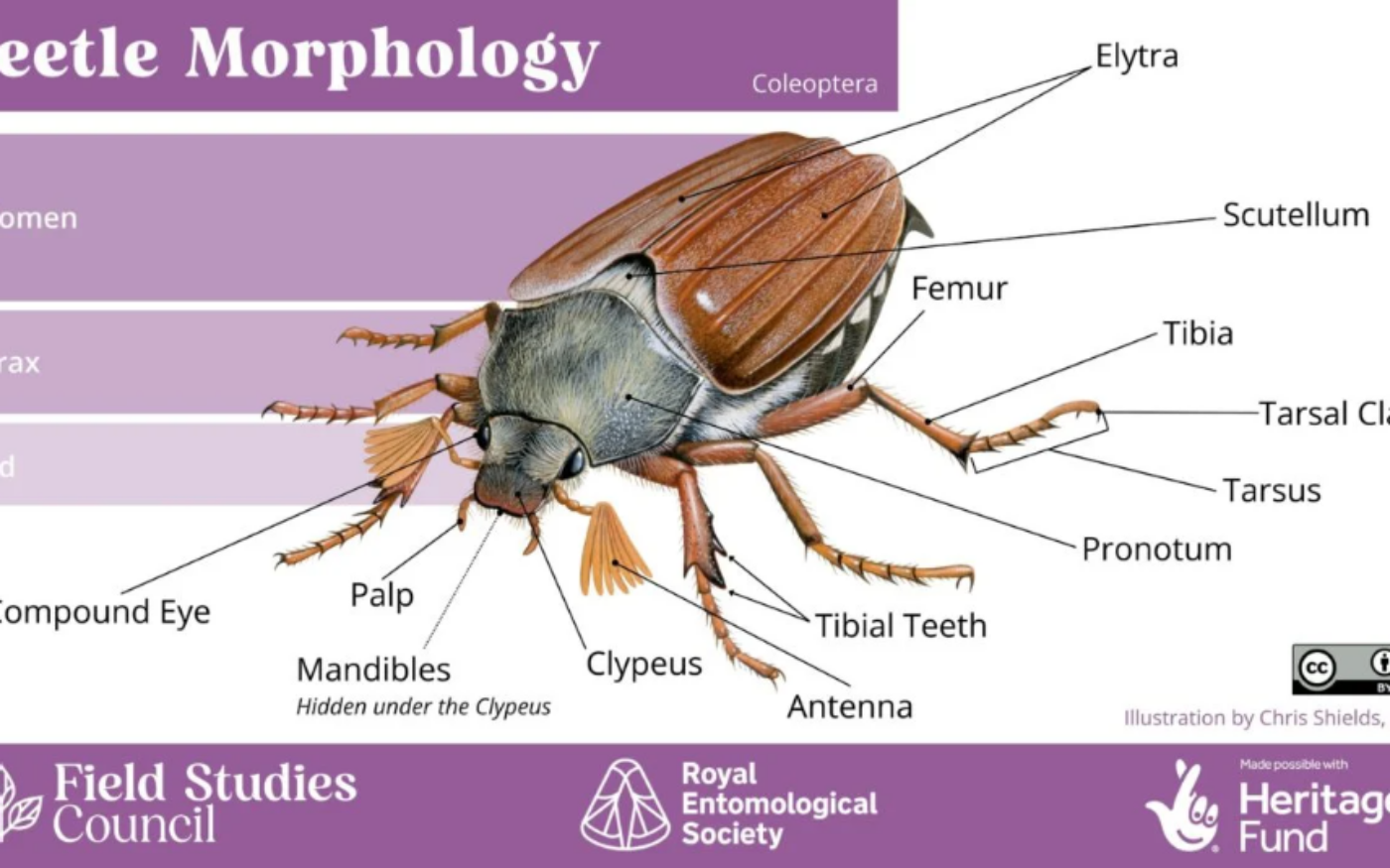 Infographic explaining beetle morphology, by Field Studies Council, Royal Entomological Society and Heritage Fund. Illustration by Chris Shields.