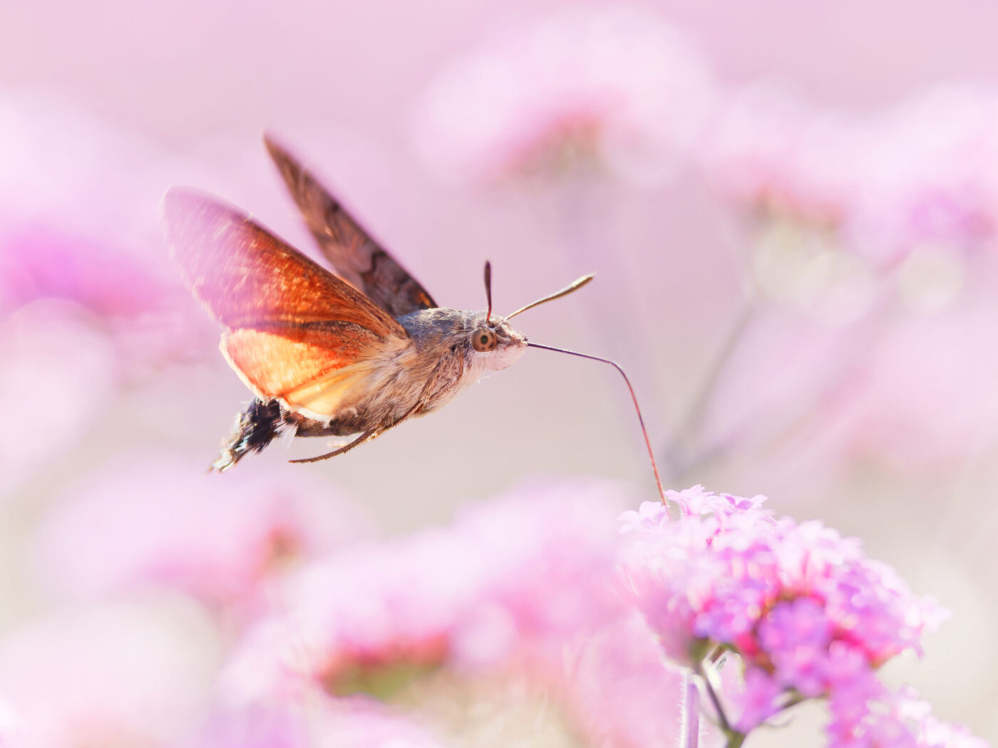 Hummingbird Hawk-moth