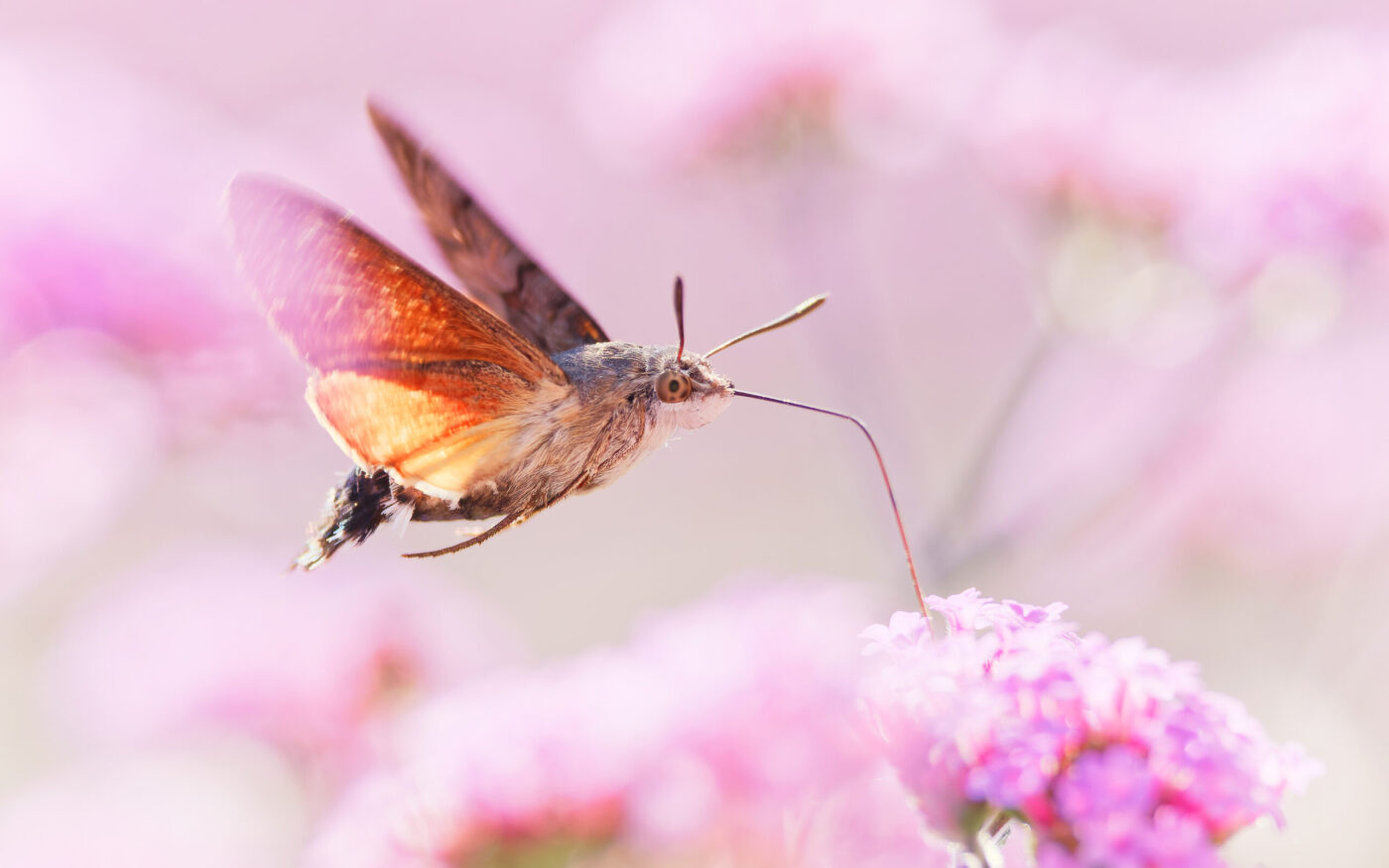 Hummingbird Hawk-moth