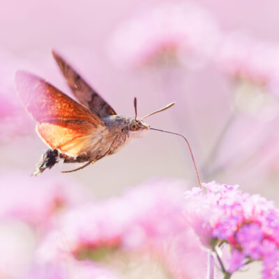 Hummingbird Hawk-moth