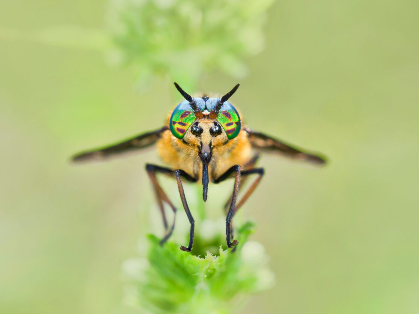 Twin-Lobed Deerfly