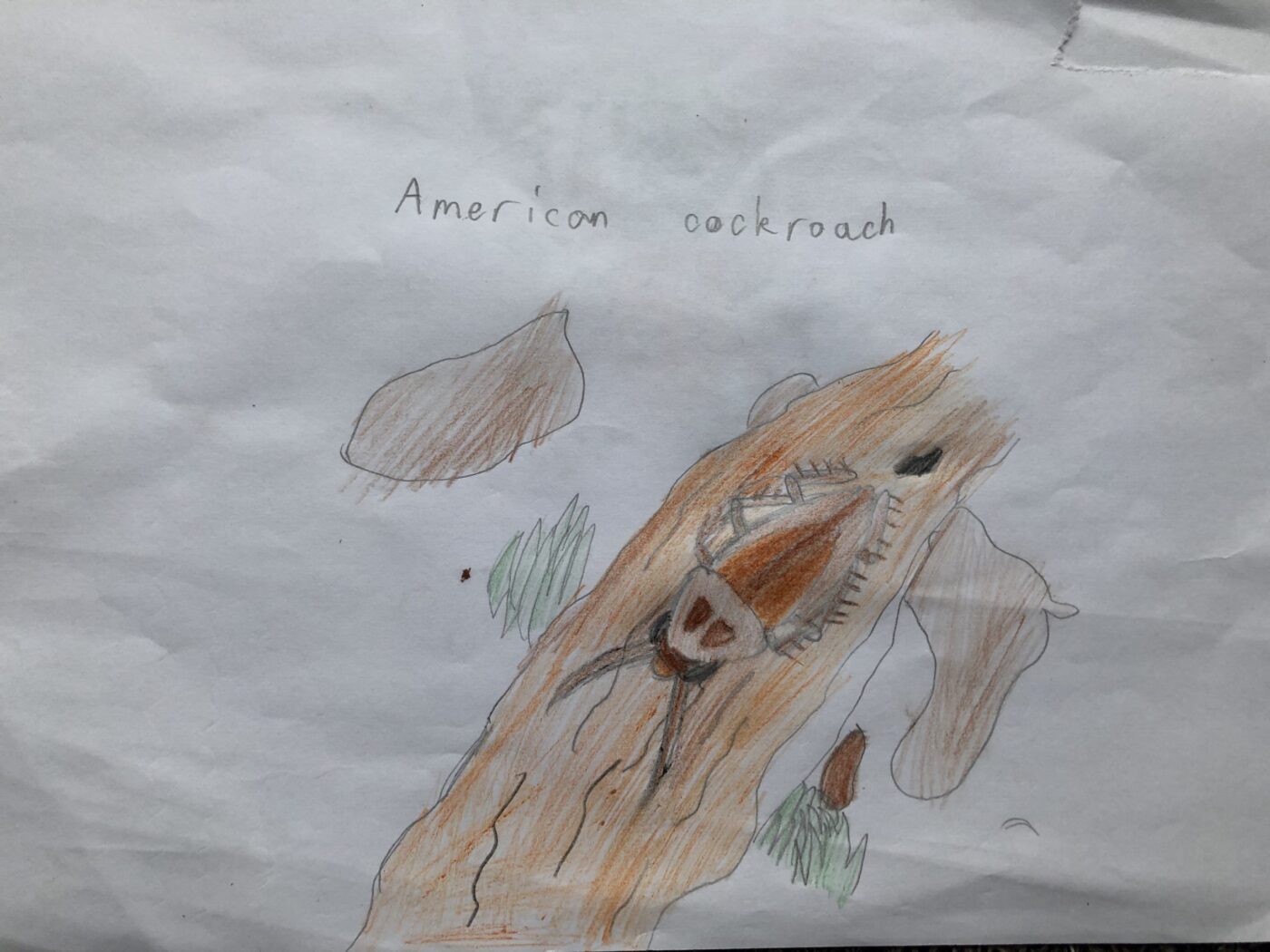 American Cockroach by Jake Ross, Highly Commended in age 8-12 category, Insect Week 2022 art competition