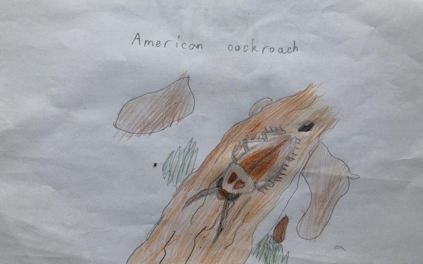 American Cockroach by Jake Ross, Highly Commended in age 8-12 category, Insect Week 2022 art competition