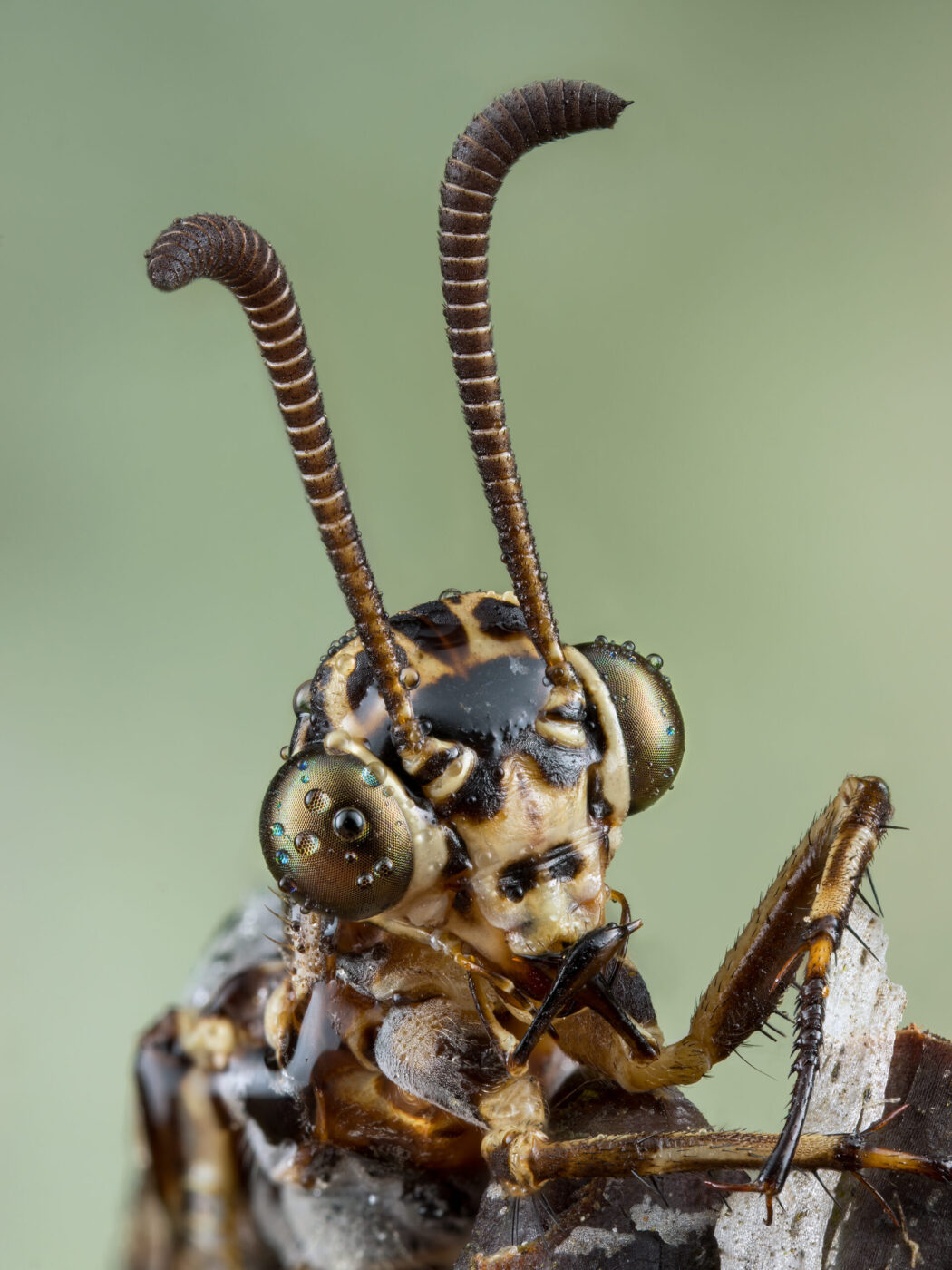 This beautiful ant lion was found late night after a rain storm.