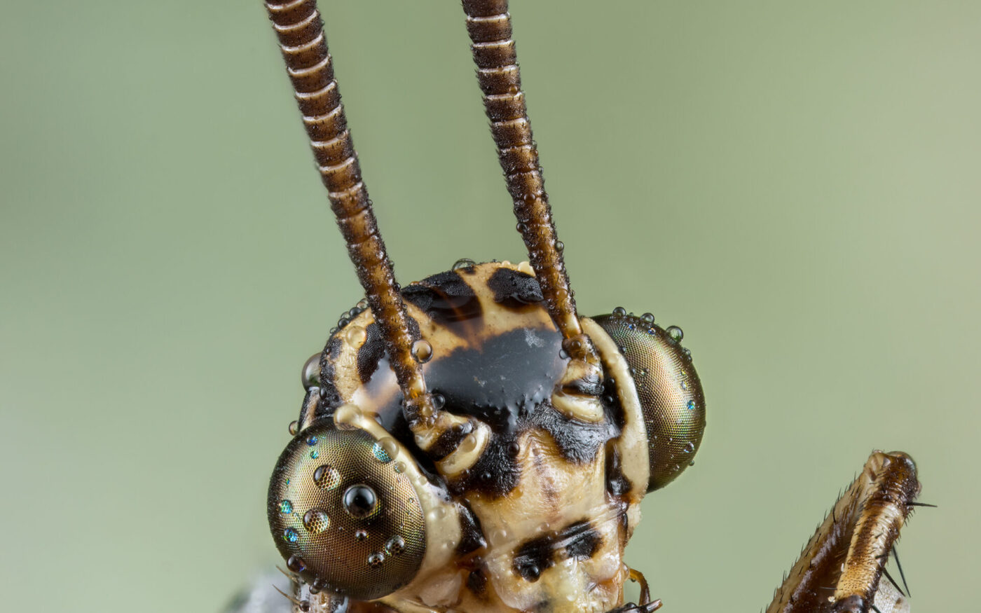 This beautiful ant lion was found late night after a rain storm.