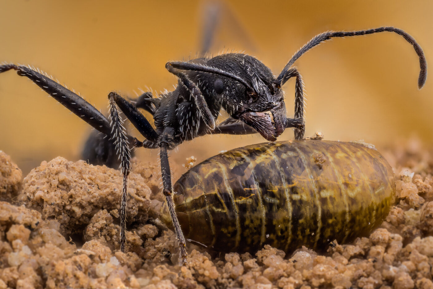 Aphaenogaster iberica predates on fruit flies pupae in the ground of citrus orchards