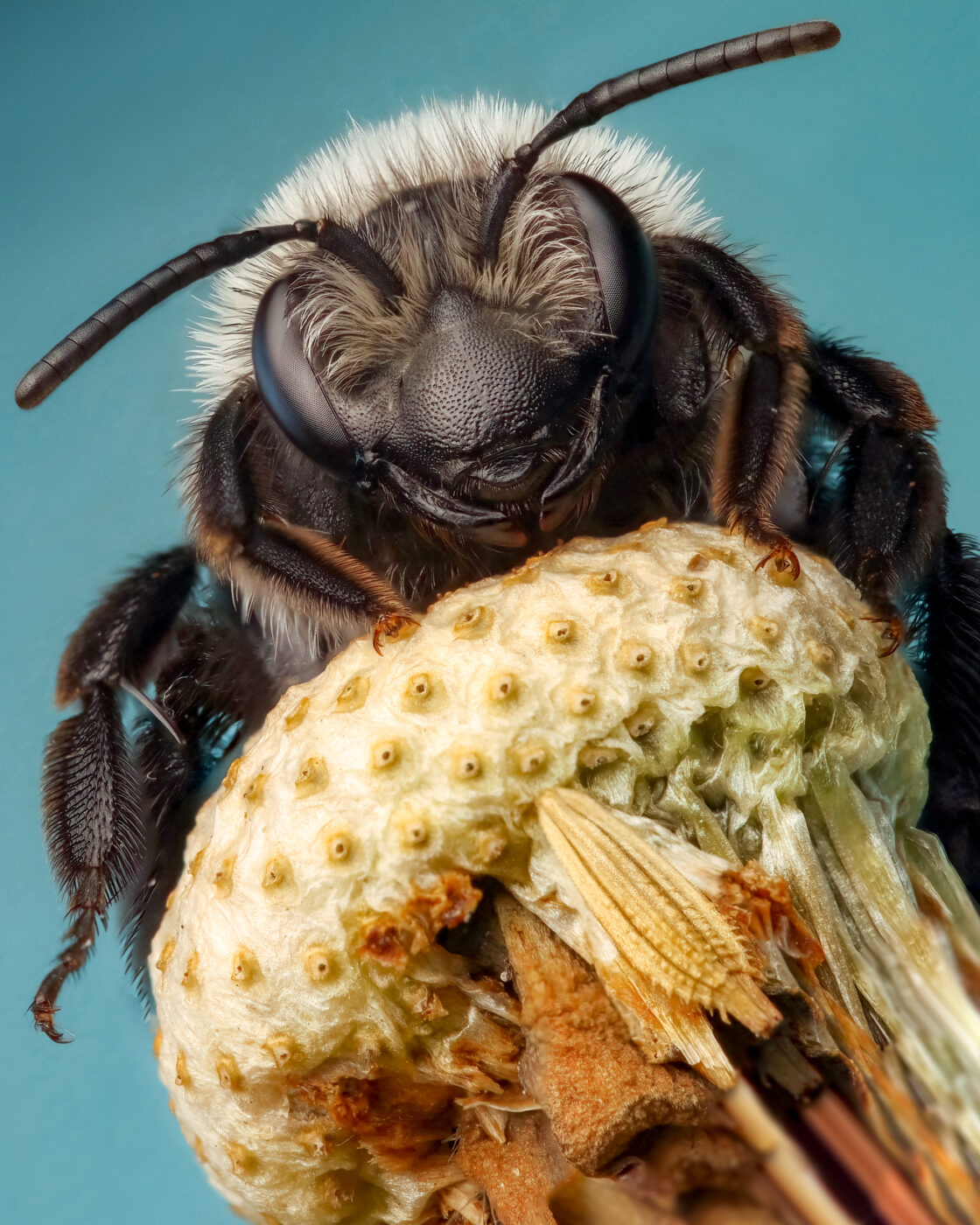 Ashy mining bee on an old dandelion head. Stacked image.